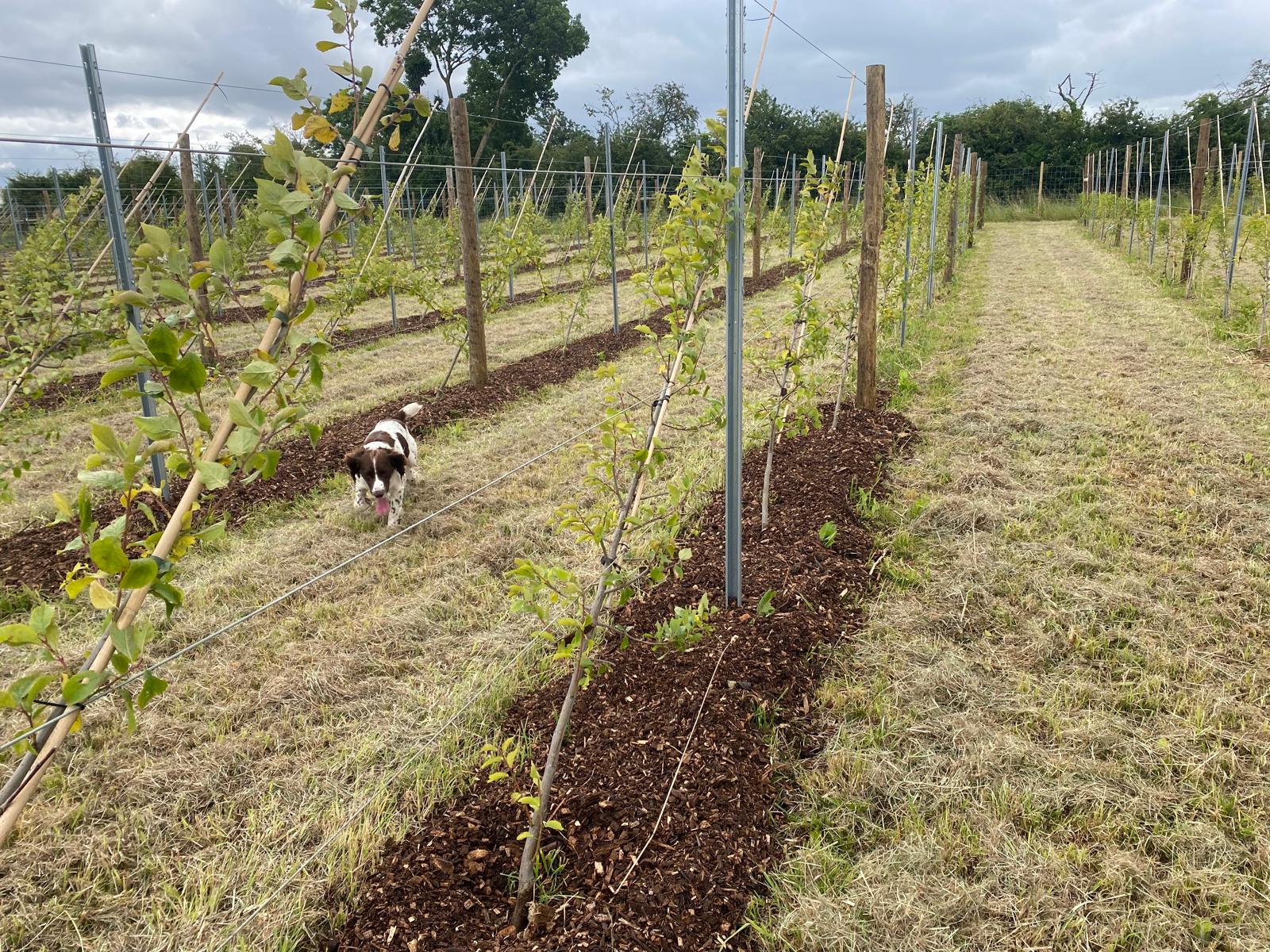 Distillery Dreams Taking Shape and Equipment on the Way - Aedda's Farm Distillery