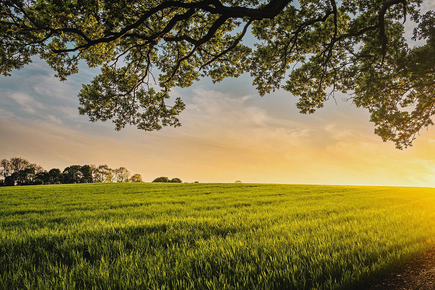 View of a field with the sun setting