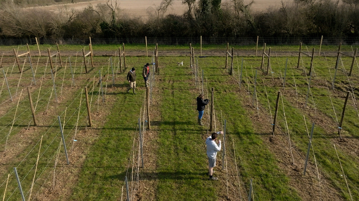 The Aedda's Farm Distillery team pruning plum trees in the orchard.